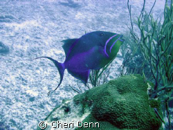 The contrast between the fish, sand and sea grass is one ... by Cheri Denn 